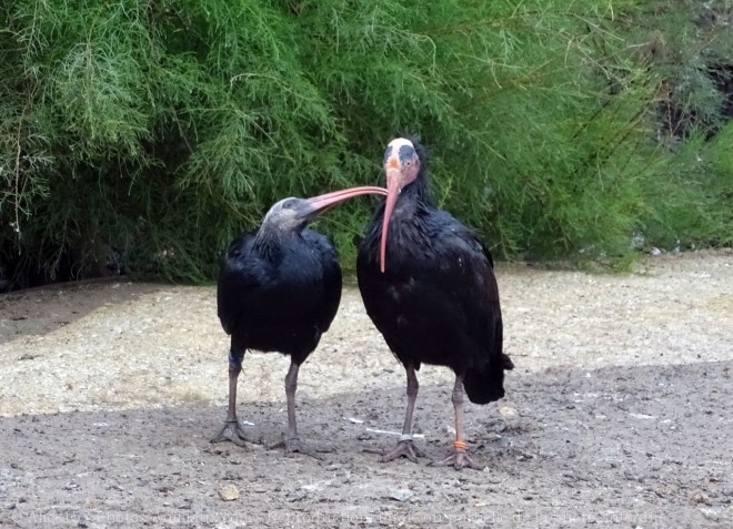 Photo d'Ibis chauve