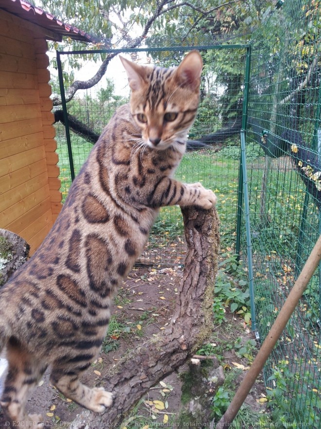 Photo de Bengal