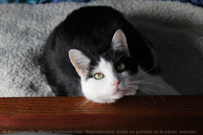 Photo de Chat domestique