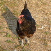 Photo de Poule