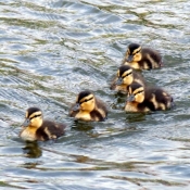 Photo de Canard colvert