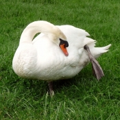 Photo de Cygne