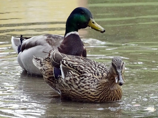 Photo de Canard colvert