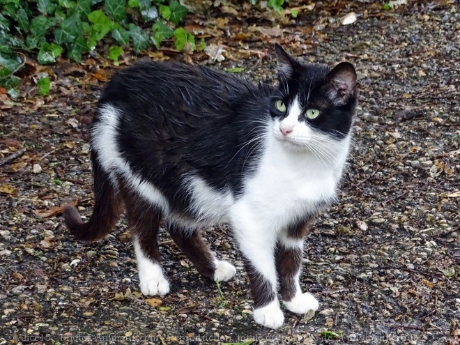 Photo de Chat domestique