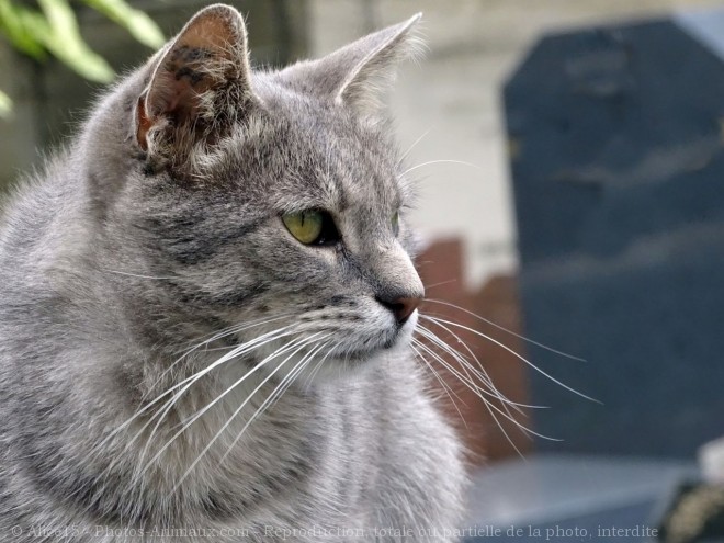 Photo de Chat domestique