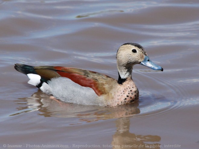 canard en 7 lettres