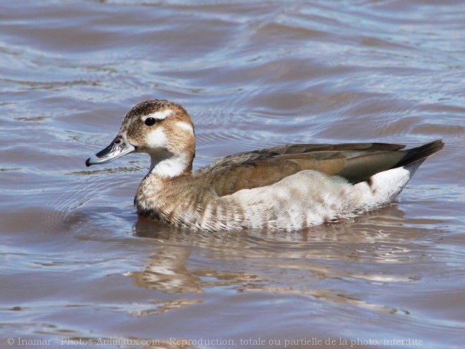 Photo de Canard  collier noir