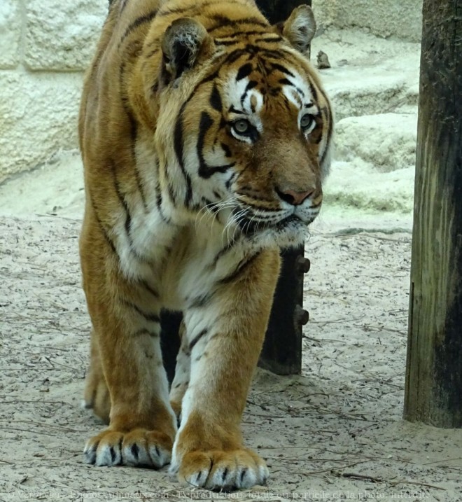 Photo de Tigre