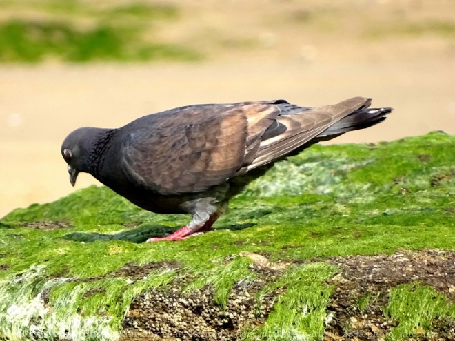 Photo de Pigeon