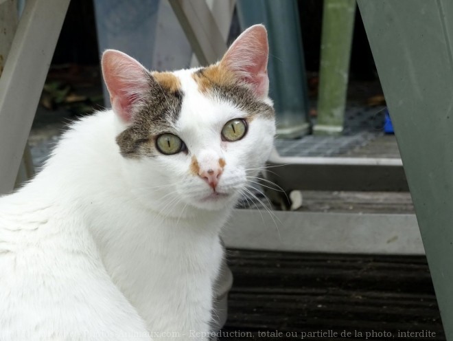 Photo de Chat domestique