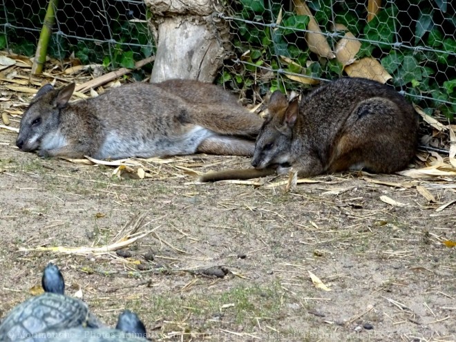 Photo de Wallaby