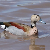 Photo de Canard  collier noir