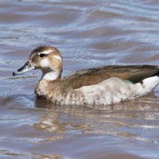 Photo de Canard  collier noir