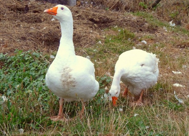 Photo d'Oie blanche