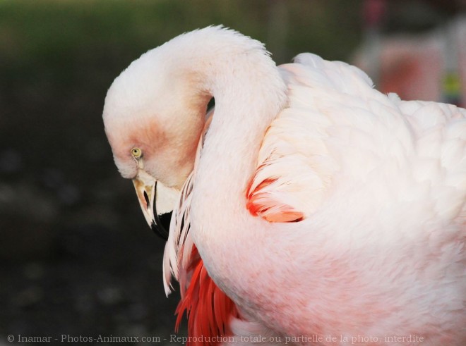 Photo de Flamand rose