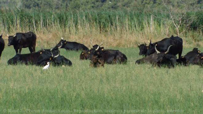 Photo de Taureau