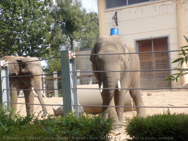 Photo d'Elphant d'afrique