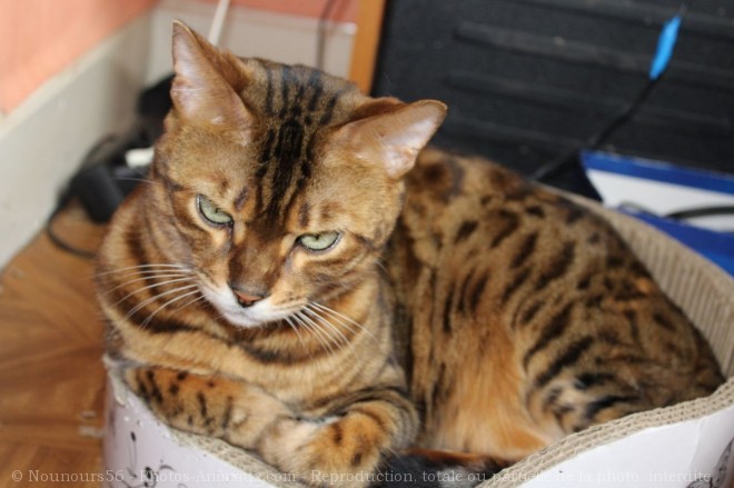 Photo de Bengal