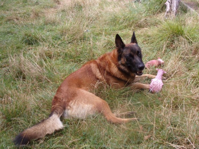 Photo de Berger belge malinois