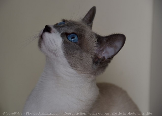 Photo de Snowshoe