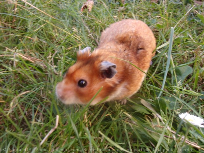 Photo de Hamster