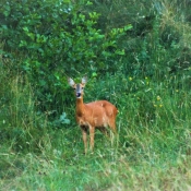 Photo de Chevreuil