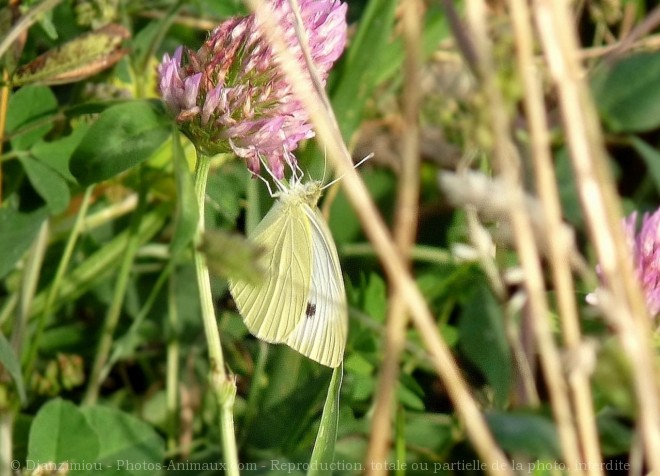 Photo de Papillon - piride