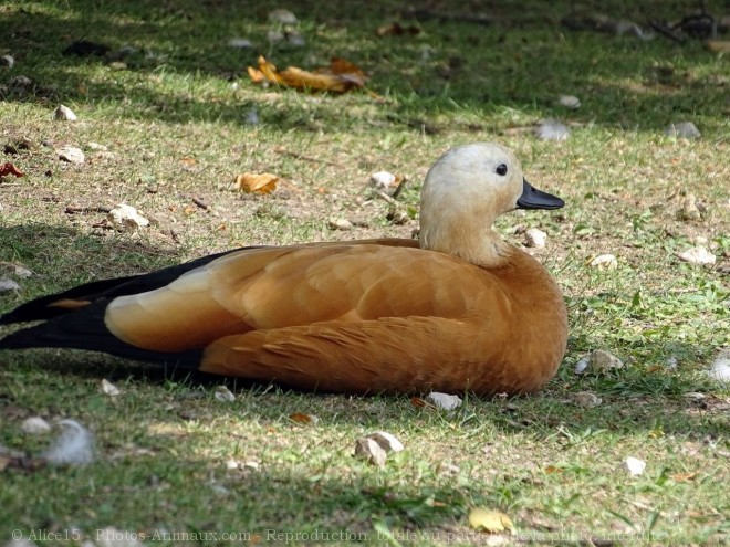 Photo de Canard tadorne casarca