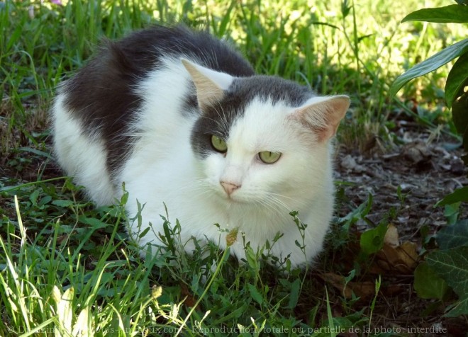 Photo de Chat domestique