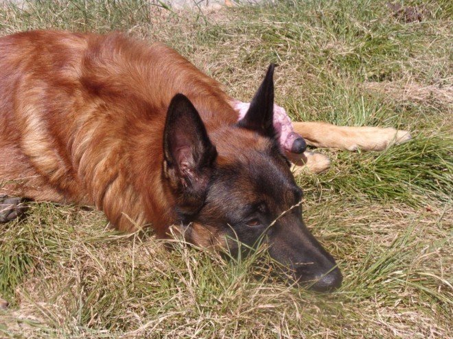 Photo de Berger belge malinois