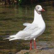 Photo de Mouette