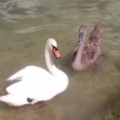 Photo de Cygne