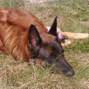 Photo de Berger belge malinois