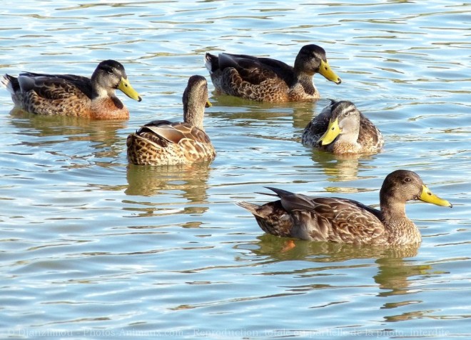 Photo de Canard colvert