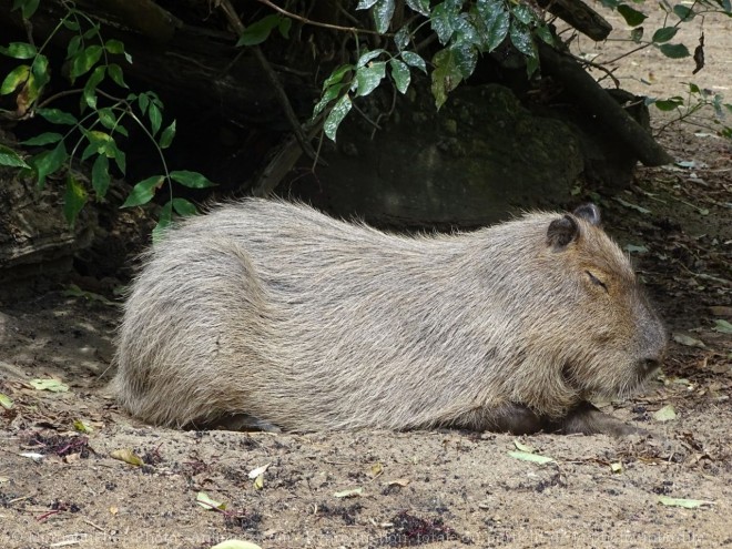 Photo de Cabiai ou capybara