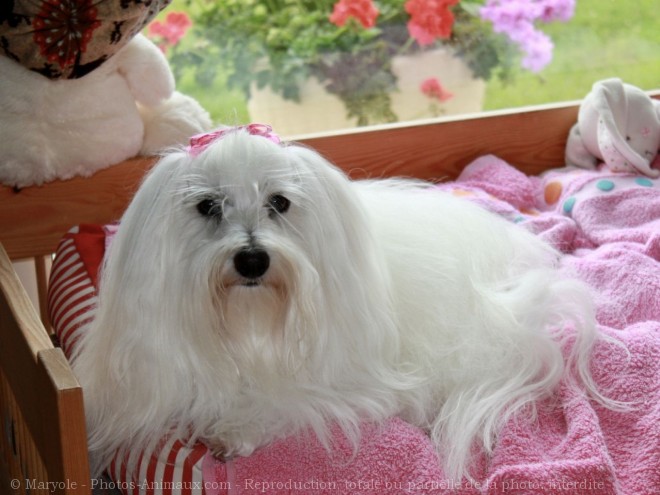 Photo de Coton de tulear