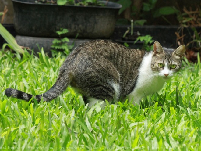 Photo de Chat domestique