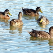 Photo de Canard colvert