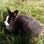 Photo de Lapin