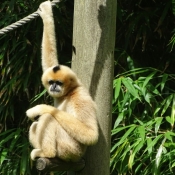 Photo de Singe - gibbon