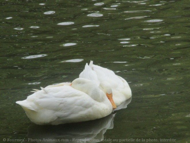 Photo de Canard colvert