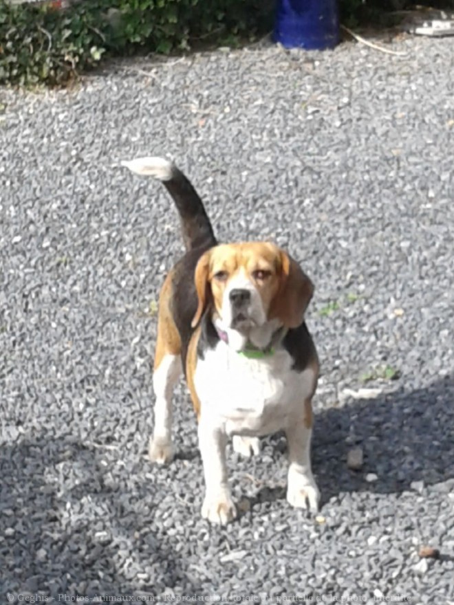 Photo de Beagle