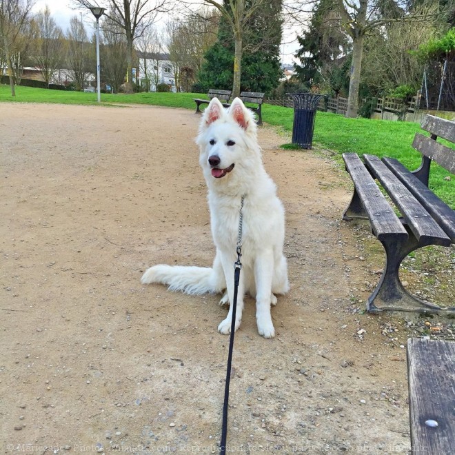 Photo de Berger blanc suisse