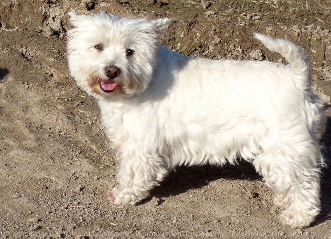 Photo de West highland white terrier