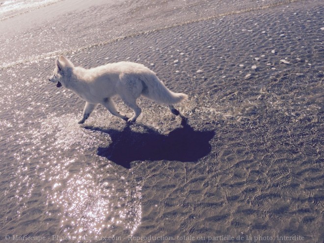 Photo de Berger blanc suisse