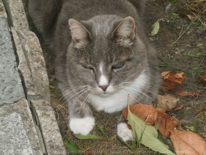 Photo de Chat domestique