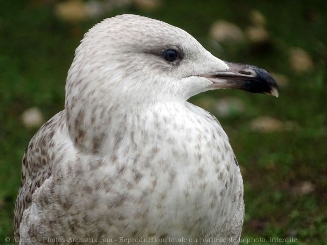 Photo de Goeland