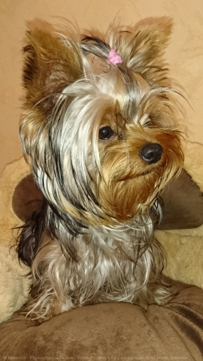 Photo de Yorkshire terrier