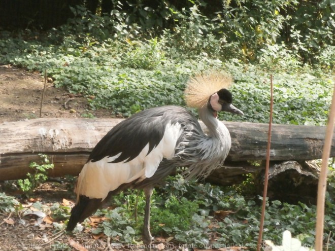 Photo de Grue couronne