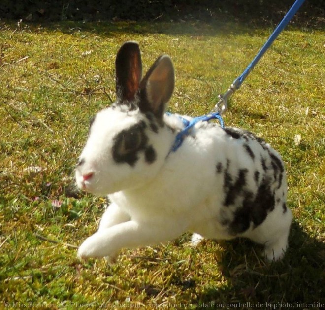 Photo de Lapin